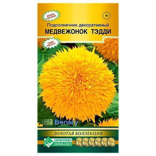 Подсолнечник Медвежонок Тэдди Евросемена #1
