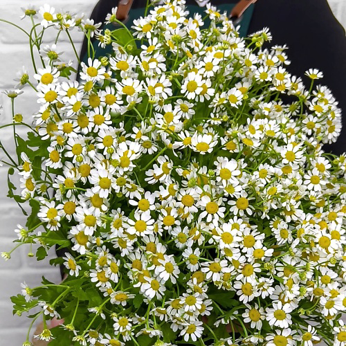 STUDIO FLORISTIC Букет из 15 Ромашек «Летняя пора» #1