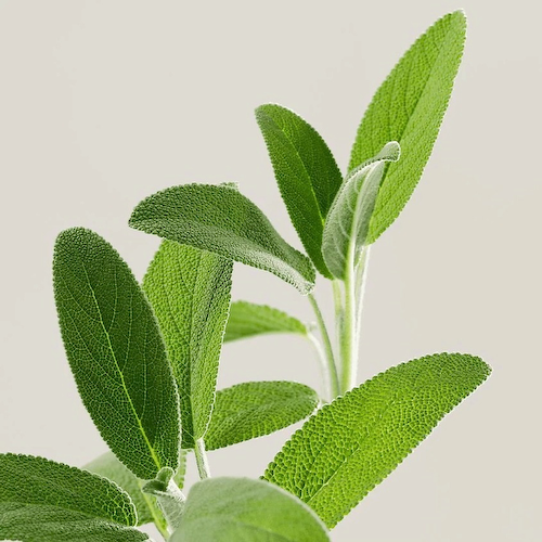 PAYOT Бальзам для лица антивозрастной Herbier 50 #1